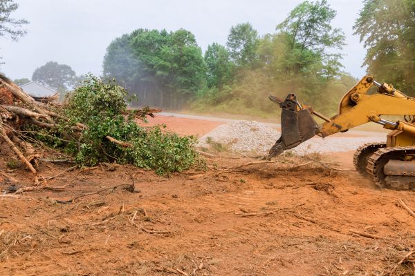 Forestry Mulching Service in Bowie