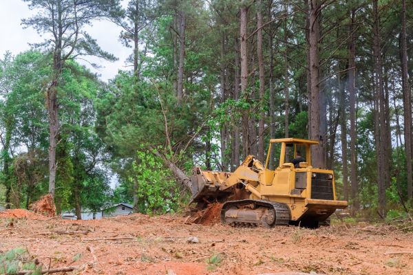 Trees Clearing in Bowie