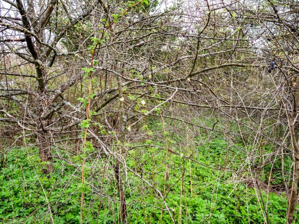 Underbrush Clearing in Bowie