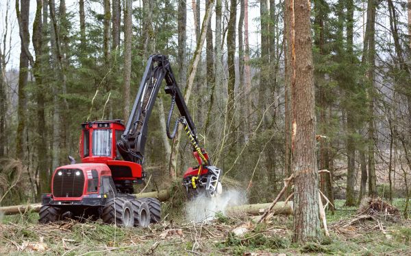 Forest Clearance Service in Bowie