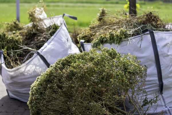 Bushes Clearing in Bowie