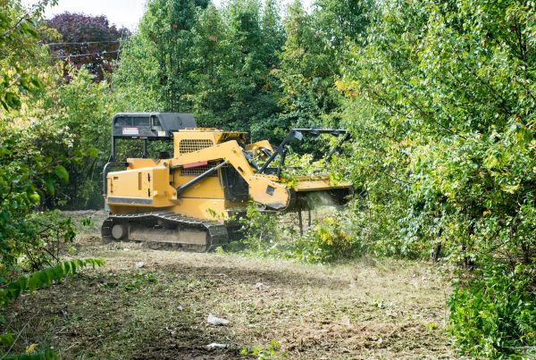 Pathway Clearing in Bowie