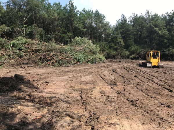 Thicket Clearing in Bowie